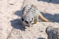 Meerkat suricata suricatta