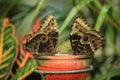 Portrait of pair of Morpho Butterfly with closed wings resting on a glass jar