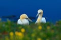Portrait of pair of Northern Gannet, Sula bassana, with dark green foreground and dark blue sea in background. Royalty Free Stock Photo
