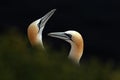 Portrait of pair Northern Gannet (Sula bassana) with dark green foreground and dark blue sea in background