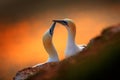 Portrait of pair of Northern Gannet, Sula bassana, evening orange light in the background. Two birds love in sunset, animal love b