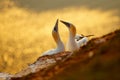 Portrait of pair of Northern Gannet, Sula bassana, with dark green foreground and dark blue sea in background. Royalty Free Stock Photo