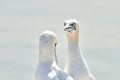 Portrait of pair of Northern Gannet, Sula bassana, Two birds love in soft light, animal love behaviour