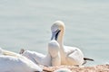 Portrait of pair of Northern Gannet, Sula bassana, Two birds love in soft light, animal love behaviour