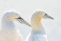 Portrait of pair of Northern Gannet, Sula bassana, Two birds love in soft light, animal love behaviour