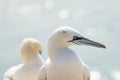 Portrait of pair of Northern Gannet, Sula bassana, Two birds love in soft light, animal love behaviour. Nice bokeh in background