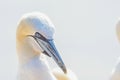 Portrait of pair of Northern Gannet, Sula bassana, Two birds love in soft light, animal love behaviour