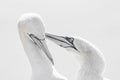 Portrait of pair of Northern Gannet, Sula bassana, Two birds love in soft light, animal love behaviour