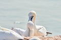 Portrait of pair of Northern Gannet, Sula bassana, Two birds love in soft light, animal love behaviour