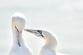 Portrait of pair of Northern Gannet, Sula bassana, Two birds love in soft light, animal love behaviour