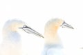 Portrait of pair of Northern Gannet, Sula bassana, Two birds love in soft light, animal love behaviour