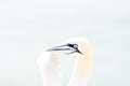 Portrait of pair of Northern Gannet, Sula bassana, Two birds love in soft light, animal love behaviour. Soft light in high-key