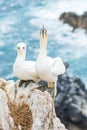 A portrait of a pair of gannets