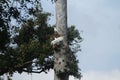 portrait of a pair of parrots in a tree trunk