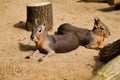 Portrait of pair Patagonian maras Dolichotis patagonum, lying and relaxed