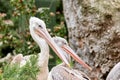 Portrait of a pair of pelicans Royalty Free Stock Photo