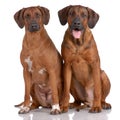 Portrait of pair of Rhodesian Ridgeback