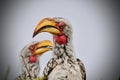 The portrait of a pair of Southern yellow-billed hornbills