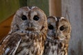 Portrait Pair of Tawny owl or brown owls