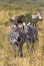 Portrait of a pair of zebras in savannah. Masai Mara, Kenya