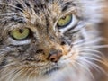 Portrait of Pallas` cat, Otocolobus manul, a beautiful mountain cat Royalty Free Stock Photo