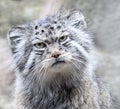 Portrait of a Pallas`s cat, manul Royalty Free Stock Photo