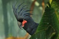 Portrait of palm cockatoo, Probosciger aterrimus, hidden behind palm leaf in rain forest. Black parrot with red cheeks