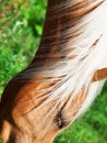 Portrait of palomino horse. close up