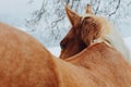 Portrait of Palomino Horse in Winter Snow Royalty Free Stock Photo