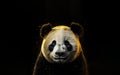 Portrait Of Panda Animal Minimalist Etern. Generative AI