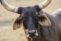 Portrait of a Pantanal cow, Pantanal, Brazil Royalty Free Stock Photo