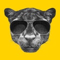 Portrait of Panther with sunglasses.