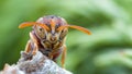 Portrait of paper wasp