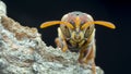 Portrait of paper wasp