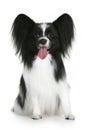 Portrait of a papillon breed dog