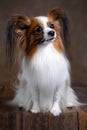 Portrait of a Papillon dog in close-up on a brown background Royalty Free Stock Photo