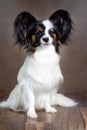 Portrait of a Papillon dog in close-up on a brown background Royalty Free Stock Photo