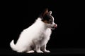 Portrait Papillon puppy age of four months Royalty Free Stock Photo