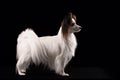 Portrait Papillon puppy age of four months Royalty Free Stock Photo