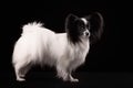 Portrait Papillon puppy age of four months Royalty Free Stock Photo