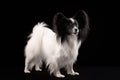 Portrait Papillon puppy age of four months Royalty Free Stock Photo