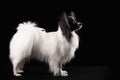 Portrait Papillon puppy age of four months Royalty Free Stock Photo