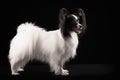 Portrait Papillon puppy age of four months Royalty Free Stock Photo