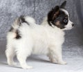 Portrait of a Papillon puppy