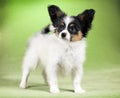 Portrait of a Papillon puppy