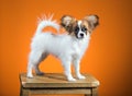 Portrait Papillon puppy on an orange background Royalty Free Stock Photo