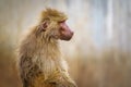 Portrait of a papion monkey sitting quietly on a rock. Royalty Free Stock Photo