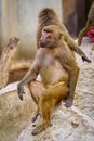 Portrait of a papion monkey sitting quietly on a rock. Royalty Free Stock Photo