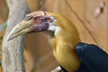 Portrait of Papuan hornbill