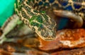 portrait of Paraguayan South or Yellow Anaconda Royalty Free Stock Photo